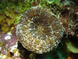 106 Solitary Disk Coral IMG 5652
